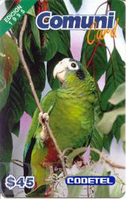 Amazona ventralis (amazonka czarnoucha)