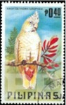 Cacatua haematuropygia (kakadu filipiska), 1984