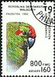Cyanoramphus novaezelandiae (modrolotka czerwonoczelna), 1992