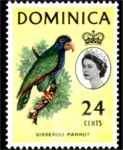 Amazona imperialis (amazonka cesarska), 1963