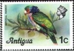 Amazona imperialis (amazonka cesarska), 1976