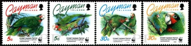 Amazona leucocephala (amazonka kubaska), 1993