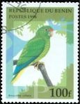 Amazona vittata (amazonka niebieskoskrzyda), 1996