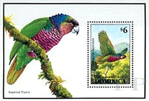 Amazona imperialis (amazonka cesarska), 1993
