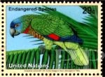 Amazona versicolor (amazonka modrogowa), 1994
