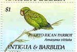 Amazona vittata (amazonka niebieskoskrzyda), 1993