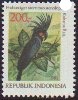 Probosciger aterrimus (aobnica palmowa), 1981